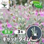 ITANSE трава рассада кошка время 9cm pot . сделка 8 шт. комплект бесплатная доставка i язык se официальный 