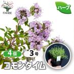 ITANSE трава рассада common время 9cm pot . сделка 4 шт. комплект бесплатная доставка i язык se официальный 