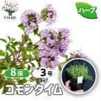 ITANSE трава рассада common время 9cm pot . сделка 8 шт. комплект бесплатная доставка i язык se официальный 