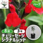 ITANSE Cherry шалфей сигнал красный трава. рассада 9cm pot /. сделка 8 шт. комплект . корень . крепкий теплота . сильный ..... лето из осенний цветок 