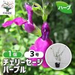 ITANSE Cherry шалфей лиловый трава. рассада 9cm pot /1 шт продажа . корень . крепкий теплота . сильный ..... лето из осенний цветок садоводство 