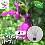 ITANSE Cherry шалфей лиловый трава. рассада 9cm pot /. сделка 2 шт. комплект . корень . крепкий теплота . сильный ..... лето из осенний цветок садоводство 
