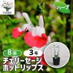 ITANSE Cherry шалфей hot "lips" трава. рассада 9cm pot /. сделка 8 шт. комплект . корень . крепкий теплота . сильный ..... лето из осенний цветок 