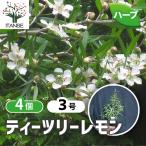 ITANSE ハーブ苗 ティーツリーレモン 