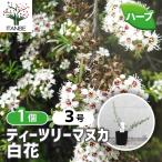 ITANSE чайное дерево manka трава. рассада много год .9cm pot 1 шт продажа кулинария садоводство огород простой бесплатная доставка i язык se официальный 
