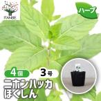 ITANSE Japan - ka. расческа . трава. рассада 9cm pot /. сделка 4 шт. комплект собственный сырой трава японский трава мир вид - ka травяной чай садоводство 