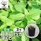 ITANSE Japan - ka... трава. рассада 9cm pot /. сделка 6 шт. комплект собственный сырой трава японский трава мир вид - ka травяной чай садоводство 