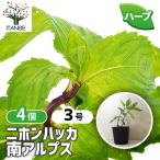 ITANSE Japan - ka юг Alps трава. рассада 9cm pot /. сделка 4 шт. комплект собственный сырой трава японский трава мир вид - ka травяной чай Kiyoshi . чувство 