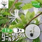 ITANSE мед sakru золотой трава. рассада 9cm pot /1 шт продажа крыло lishu сад tsuru.. ввод тубус форма цветок садоводство 