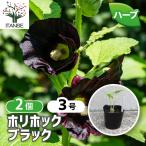 ITANSE Hori крюк черный трава. рассада выдерживающий холод .. корень .9cm pot . сделка 2 шт. комплект кулинария садоводство огород простой бесплатная доставка i язык se официальный 