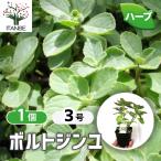 ITANSE трава рассада болт Gin yu9cm pot 1 шт продажа бесплатная доставка i язык se официальный 