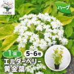 エルダーベリー 黄金葉 ハーブの苗 5号/1個売り エル