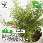  розмарин mo-tsaruto голубой трава. рассада 4~5 номер /1 шт продажа розмарин. рассада herb трава трава рассада садоводство огород 