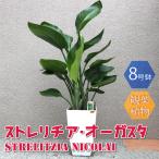 ITANSE 観葉植物 ストレリチア・オー