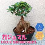 ITANSE 観葉植物 ガジュマル 7号鉢 1個 人気 小型 おしゃれ インテリア 育てやすい 風水 送料無料 イタンセ公式