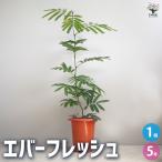 ITANSE 観葉植物 エバーフレッシュ(アカサヤネムノキ) 5号鉢 1個 人気 おしゃれ インテリア 育てやすい 風水 送料無料 イタンセ公式