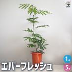 ITANSE 観葉植物 エバーフレッシュ(ア