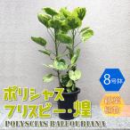 ITANSE 観葉植物 ポリシャス・フリスビー・煌(きらめき) 観葉植物 大型 1個売り 送料無料 イタンセ公式
