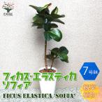 ITANSE 観葉植物 フィカス・エラスティカ・ソフィア(ゴムの木の仲間) 観葉植物 中型 7号プラスチック鉢 1個売り インテリア 送料無料 イタンセ公式