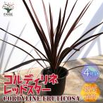 ITANSE 観葉植物 コルディリネ・レッドスター カラーリーフ 4号ポット苗 1個売り 人気 インテリア green 植物のある暮らし 送料無料 イタンセ公式