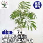 ITANSE観葉植物エバーフレッシ...