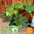 ITANSE 観葉植物 フィロデンドロン・セローム・ホープ 大型 観葉植物 8号プラスチック鉢 1個売り 人気 観葉植物 インテリア 観賞 送料無料 イタンセ公式