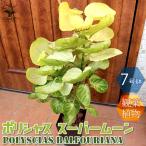 ITANSEポリシャススーパームー...