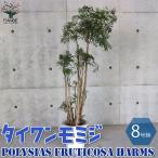 ITANSE タイワンモミジ リビングやオフィス向きサイズ 観葉植物 8号鉢 1個売り 人気 観葉植物 おしゃれ インテリア 観賞 送料無料 イタンセ公式