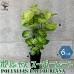 ITANSE ポリシャス スーパームーン