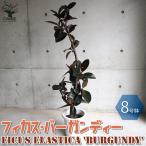 ITANSEフィカスバーガンディー...