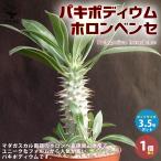 ITANSE パキポディウム ホロンベンセ リビングやオフィスに置きやすい3.5号サイズ 多肉植物 3.5号ポット 1個売り 人気 観賞 送料無料 イタンセ公式