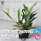 ITANSE ビカクシダ(コウモリラン) :ビフルカツム・ネザーランド 観葉植物 吊鉢 5号鉢・リビングやオフィスの窓辺向きサイズ 1個売り 送料無料 イタンセ公式