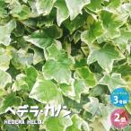 ITANSEヘデラカノン観葉植物3...