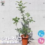 ITANSEシマトネリコ室内観葉植...