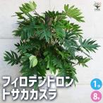 ITANSE フィロデンドロン トサカカズラ 観葉植物 /1個売り フィロデ…