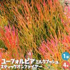 ITANSEユーフォルビアミルクブ...