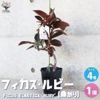 ITANSE フィカス ルビー 曲がり仕立て 観葉植物 4号 1個売り 人気 観葉植物 おしゃれ インテリア 観賞 送料無料 イタンセ公式