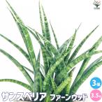 ITANSEサンスベリアファーンウ...