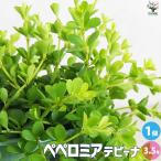 ITANSE ペペロミア デピーナ 観葉植物 3.5号鉢/1個売り 観葉植物 ペペロミア 常緑 多年草 苗木 苗 イタンセ公式