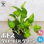 ITANSEポトスグローバルグリー...