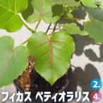 ITANSEフィカスペティオラリス...