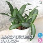 ITANSE ムルダニアロリフォミルス ブライトスター 観葉植物 5号ポット…