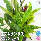 ITANSE �G�X�L�i���T�X �}�������[�^ �ϗt�A�� 3.5���|�b�g/1���� �鐫 �M�ѐA�� �ϗt �C���e���A�O���[�� �C�^���Z����