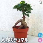ITANSE人参ガジュマル4観葉植...