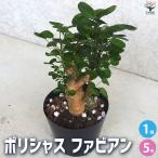 ITANSE観葉植物ポリシャスファ...