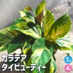 ITANSE カラテア タイビューティー 観葉植物 4号鉢/1個売り リビング オフィス 事務所 インテリア 大型 おしゃれ オシャレ イタンセ公式