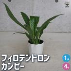 ITANSE �t�B���f���h���� �J���s�[ �ϗt�A�� 4����/1���� �t�B���f�� �t�B���f���h���� �S�G���f�B ���^