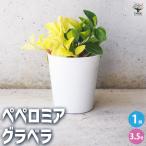 ITANSE観葉植物ペペロミアグラ...