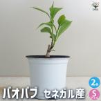 ITANSE バオバブ セネガル産 Sサイズ 観葉植物 Sサイズポット/お買い得2個セット 観葉植物 バオバブ  逆さの木 さかさまの木 アオイ科