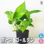 ITANSEポトスゴールデン観葉植...